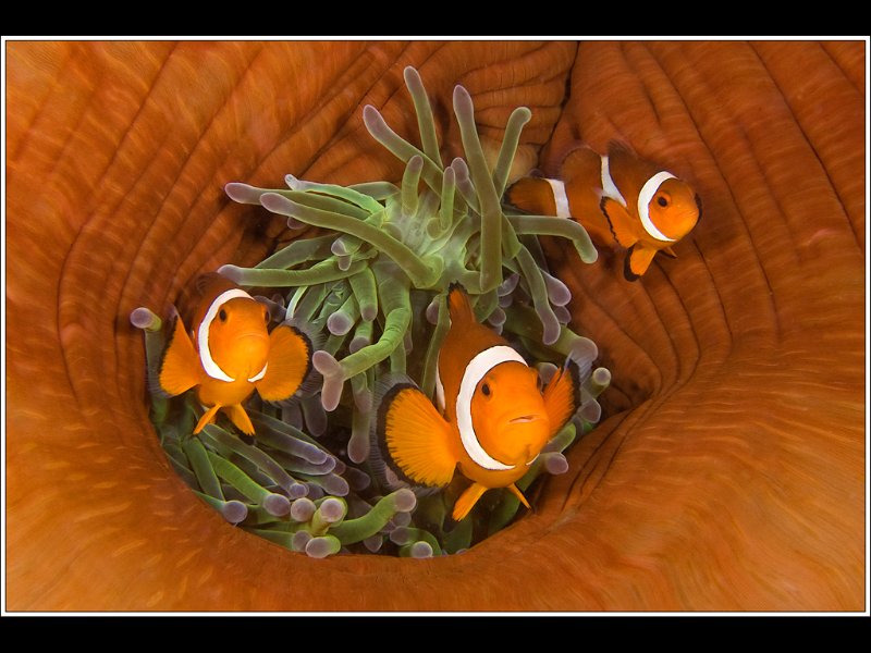 579 - three clownfishes - DEELEY Len - england.jpg
